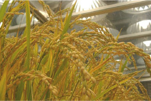 お米や野菜が栽培できる環境を創っています！