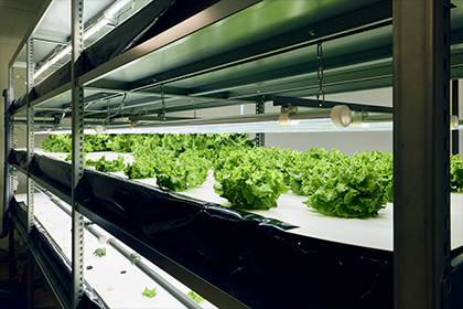 閉鎖型植物栽培室